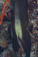 Platax pinnatus
