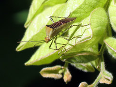 Hypselonotus lineatus