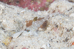 Fusigobius melacron
