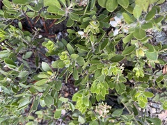 Arctostaphylos nevadensis