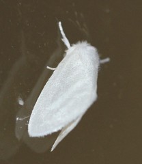 Euzora collucens