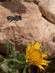 Megachilidae
