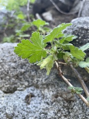 Ribes binominatum