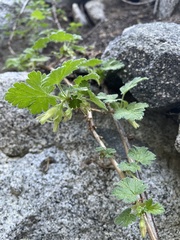 Ribes binominatum