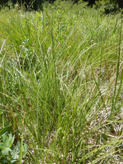 Carex cusickii