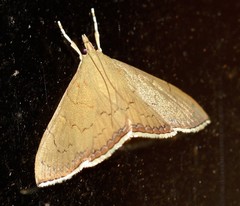 Hyalobathra crenulata