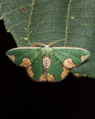 Oospila carnelunata