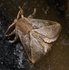 Anaxidia lozogramma