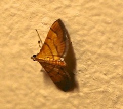 Orphanostigma abruptalis
