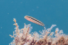 Petroscirtes breviceps