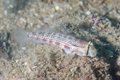 Gnatholepis cauerensis