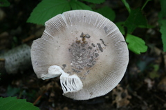Amanita ceciliae