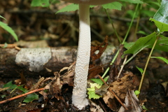 Amanita ceciliae