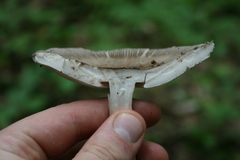 Amanita ceciliae