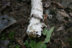Amanita ceciliae