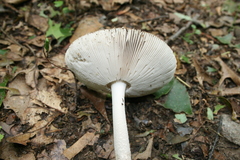 Amanita ceciliae