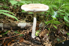 Amanita ceciliae