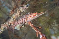 Oxycirrhites typus
