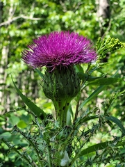Cirsium drummondii