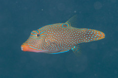 Canthigaster papua