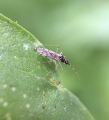 Dicyphini