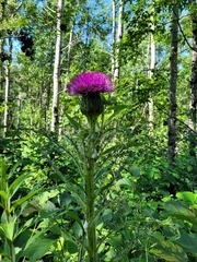 Cirsium drummondii