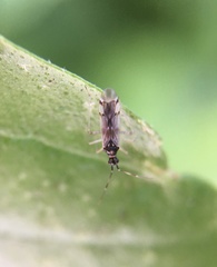 Dicyphini