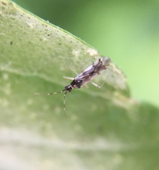 Dicyphini