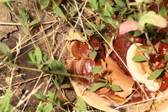 Ganoderma