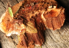 Ganoderma