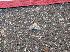 Tyspanodes hypsalis