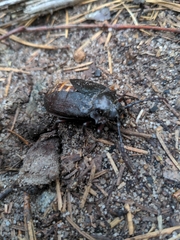 Prionus laticollis