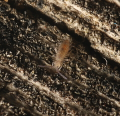 Entomobrya