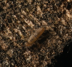 Entomobrya