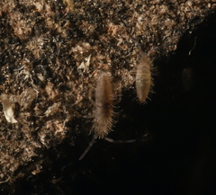 Entomobrya