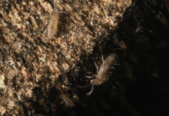 Entomobrya