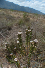 Phylica propinqua