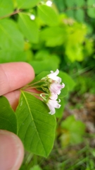 Apocynum androsaemifolium image