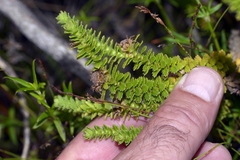 Osmitopsis parvifolia