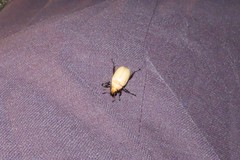 Callistethus plagiicollis