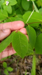 Apocynum androsaemifolium image