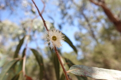 Eucalyptus cephalocarpa