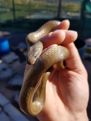 Lycodonomorphus inornatus