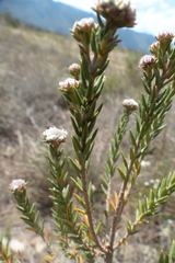 Phylica propinqua