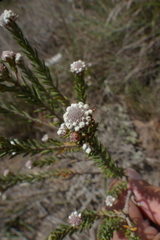 Phylica propinqua