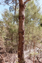Eucalyptus cephalocarpa