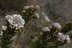 Phylica propinqua