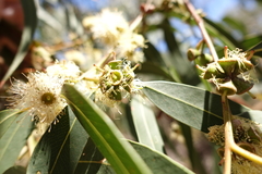 Eucalyptus cephalocarpa