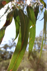 Eucalyptus cephalocarpa