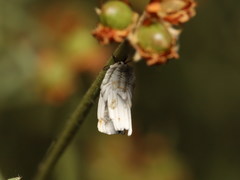 Orthezia urticae